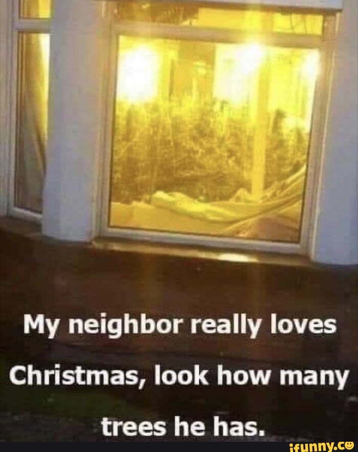 My neighbor really loves
Christmas, look how many
trees he has.