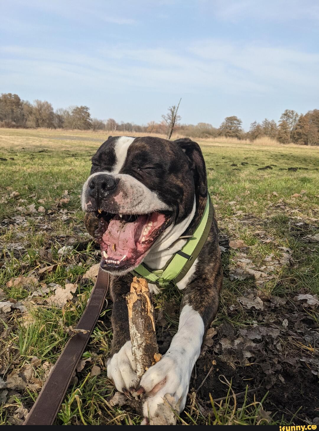 dog, hiro, yawning