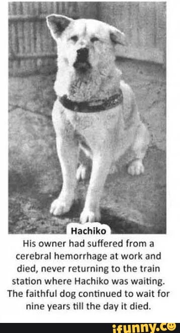 ichiko
His owner had suffered from a cerebral hemorrhage at work and died, never returning to the train station where Hachiko was waiting.
The faithful dog continued to wait for nine years till the day it died.