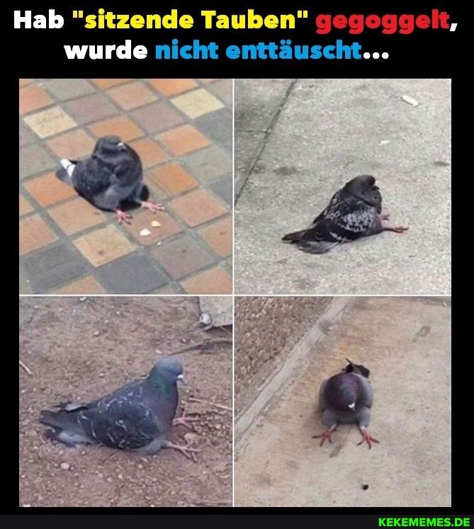 Hab "sitzende Tauben" gegoggelt, wurde nicht enttäuscht...