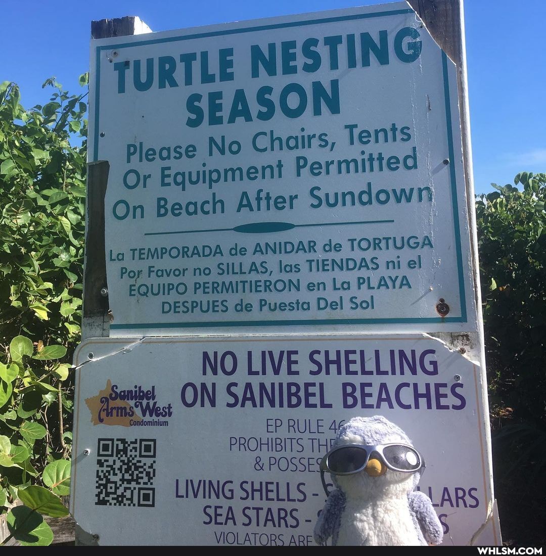 Please No Chairs, Tents
Or Equipment Permitte
On Beach After Sundown
La TEMPORADA de ANIDAR de TORTUGA
Pop Favor no SILLAS, las TIENDAS ni el
EQUIPO PERMITIERON en La PLAY,
DESPUES de Puesta Del Sol
NO LIVE SHELLING ON SANIBEL BEACHES Bioriniam EP RULE 44
PROHIBITS T!
POSSE
LIVING SHELLS -
SEA STARS -