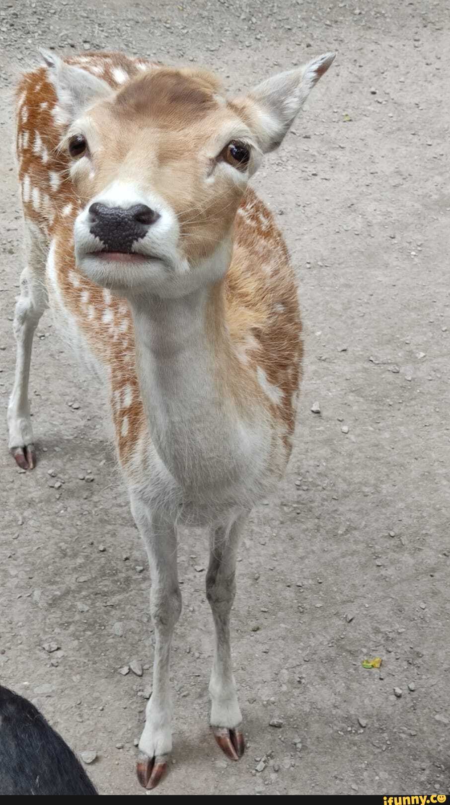 funny, dog, aww, animals, the_great_outdoors