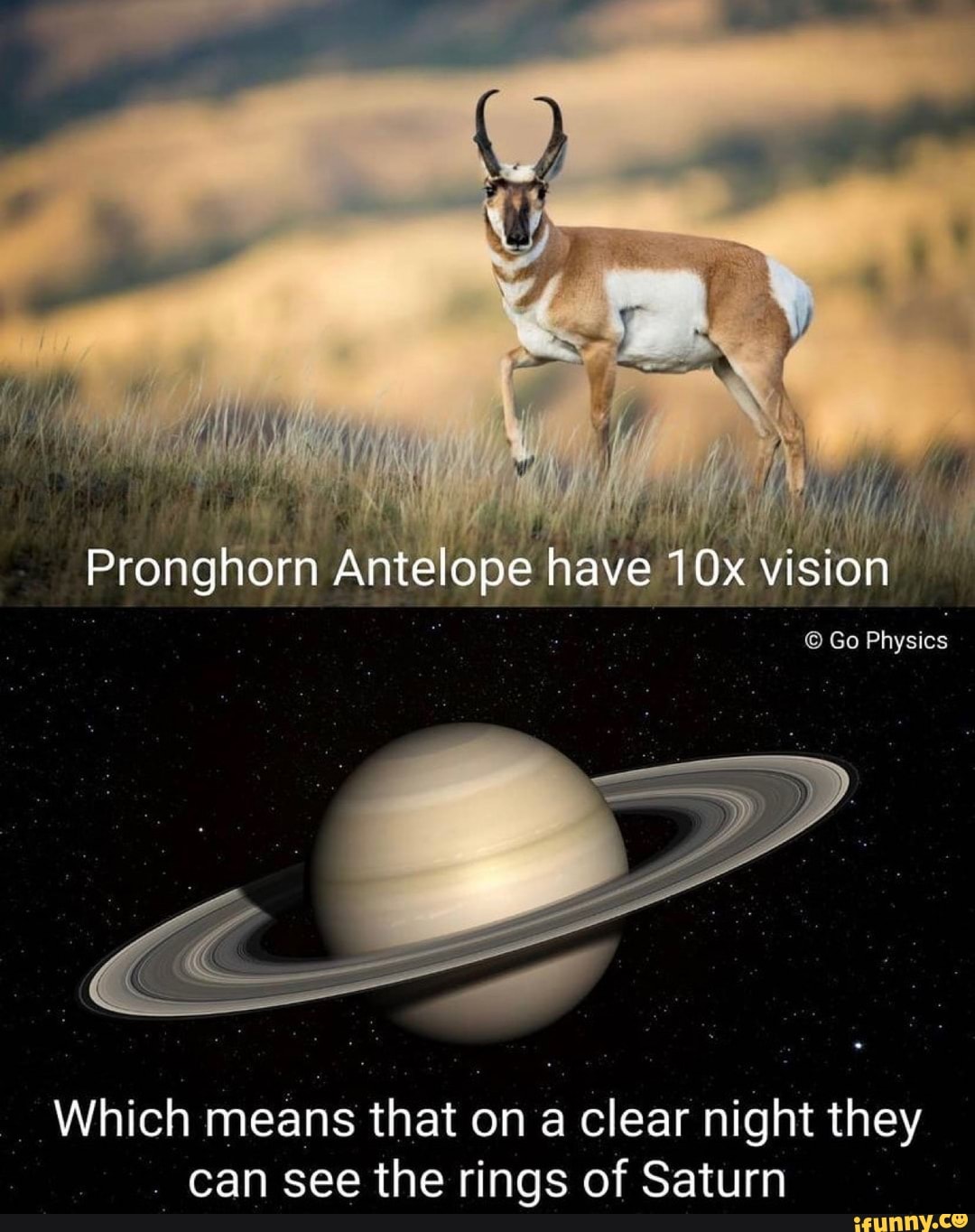Pronghorn Antelope have vision
Go Physics
Which means that on a clear night they
. can see the rings of Saturn