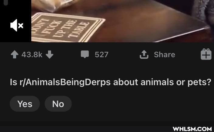 Share
Is about animals or pets?
Yes No