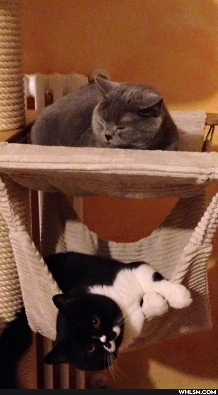 cats, cute_animal, caturday