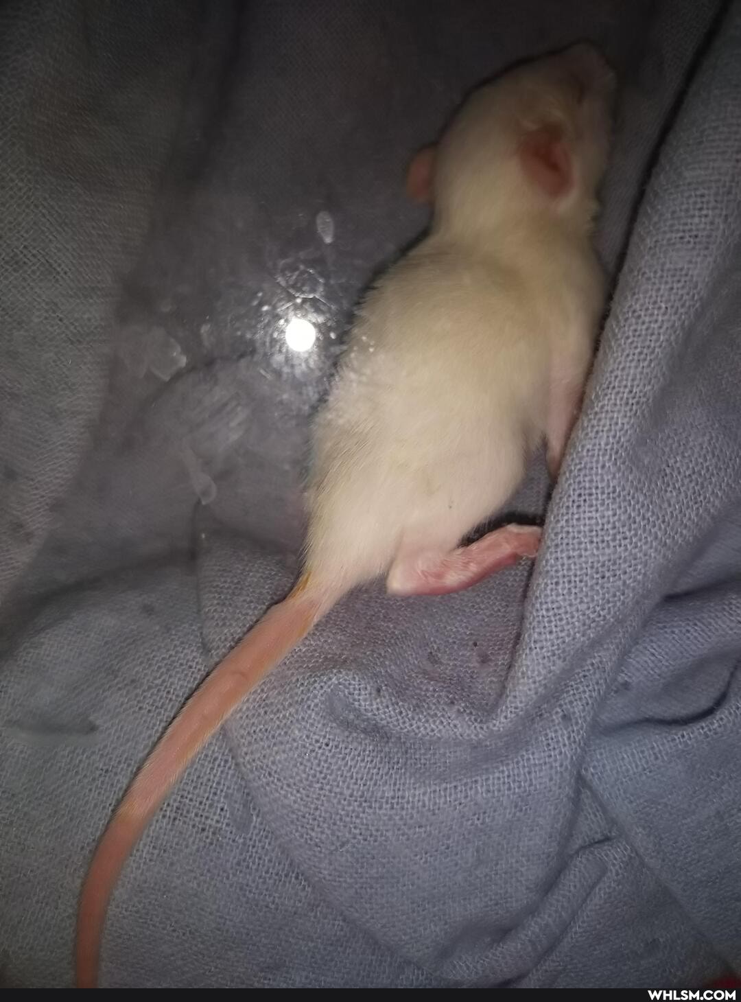 rat, adorable, baby_animals, rats