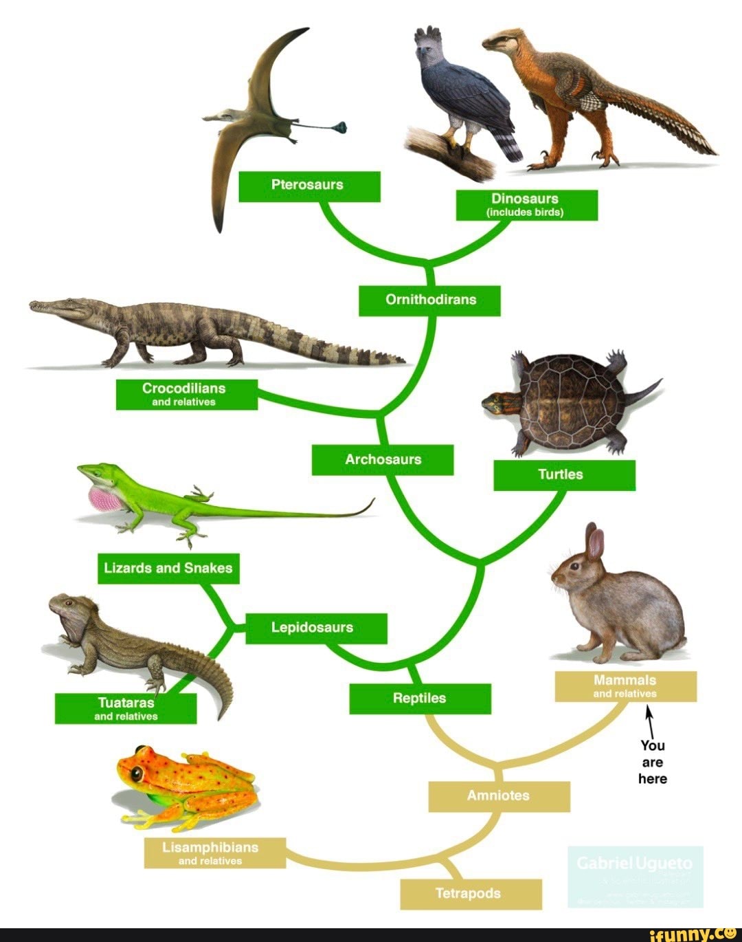 Сравнение ящерицы и птицы. Филогенетическое Древо рептилий. Эволюционное Древо рептилий. Эволюционное Древо архозавров. Схема систематика пресмыкающихся.