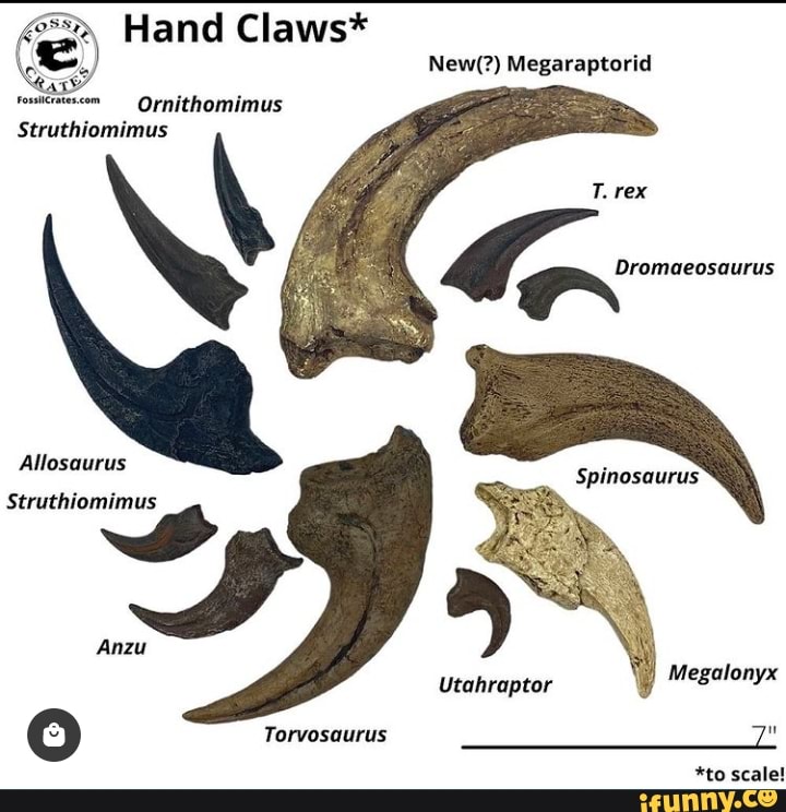 Hand Claws* New(?) Ornithomimus or