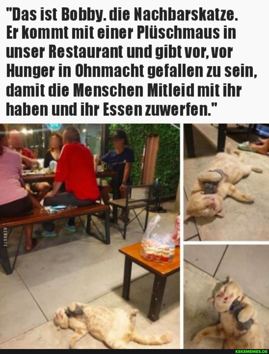 "Das ist Bobby. die Nachbarskatze.
Er kommt mit einer Plüschmaus in unser Restaurant und gibt vor, vor
Hunger in Ohnmacht gefallen zu sein, damit die Menschen Mitleid mit ihr haben und ihr Essen zuwerfen.