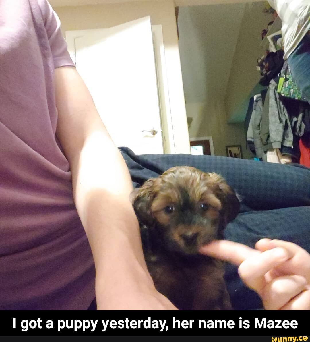 got a puppy yesterday, her name is Maze - I got a puppy yesterday, her name is Mazee