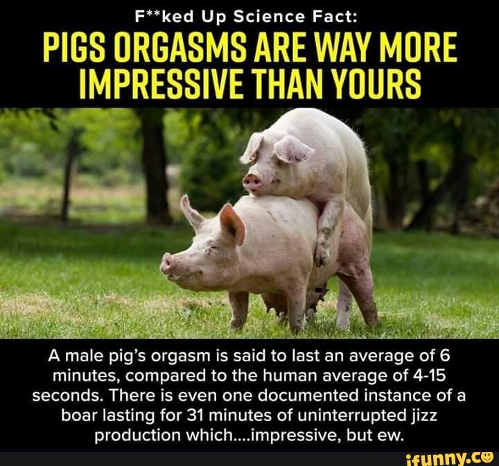 F ked Up Science Fact PIGS ORGASMS ARE WAY MORE IMPRESSIVE THAN