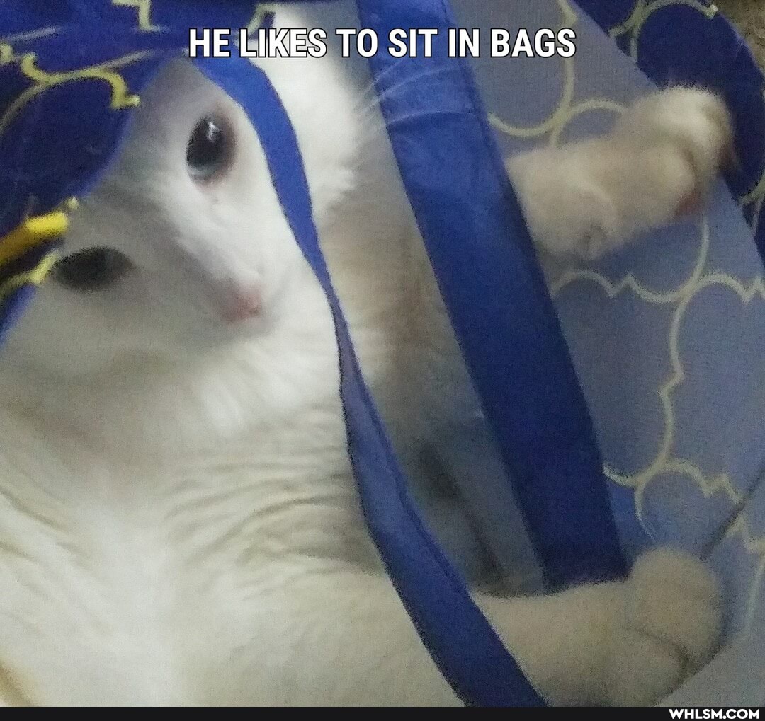 HE LIKES TO SIT IN BAGS