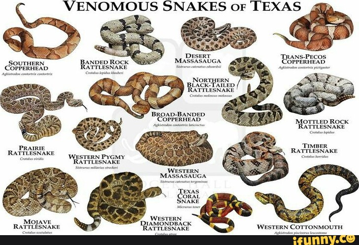 VENOMOUS SNAKES oF TEXAS DESERT TRANS-PECOS SOUTHERN. BANDED Rock ...