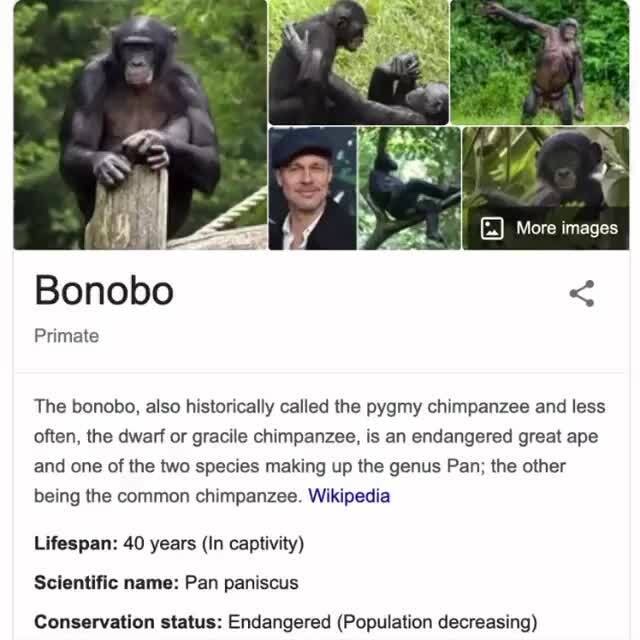 The bonobo, also historically called the pygmy chimpanzee and less