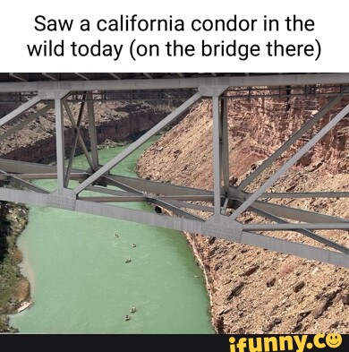 Condor memes. Best Collection of funny Condor pictures on iFunny