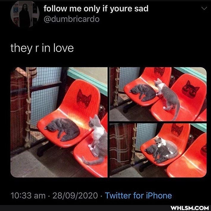 follow me only if youre sad v
@dumbricardo
they r in love
am - - Twitter for iPhone