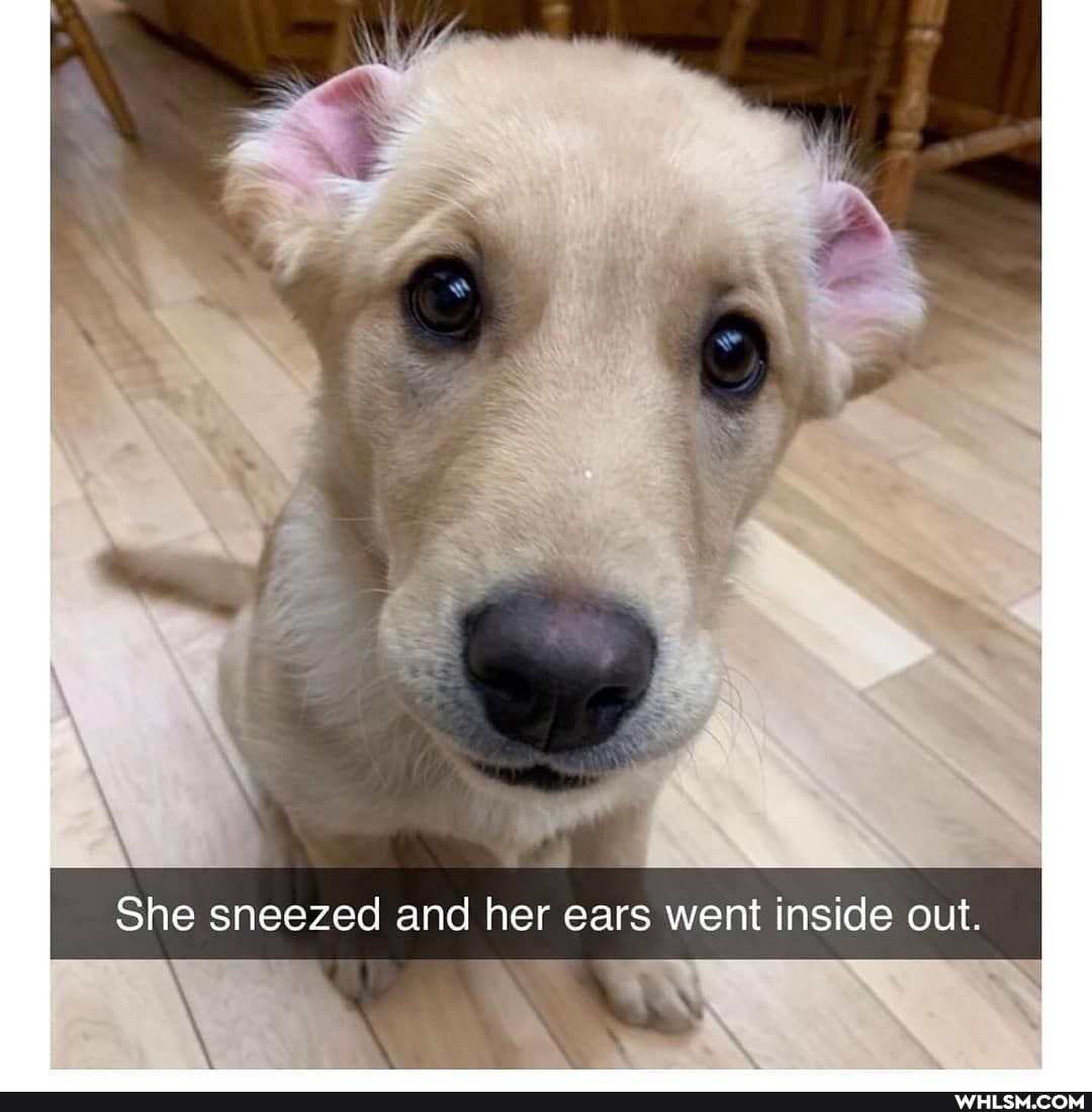 we
She sneezed and her ears went inside out.