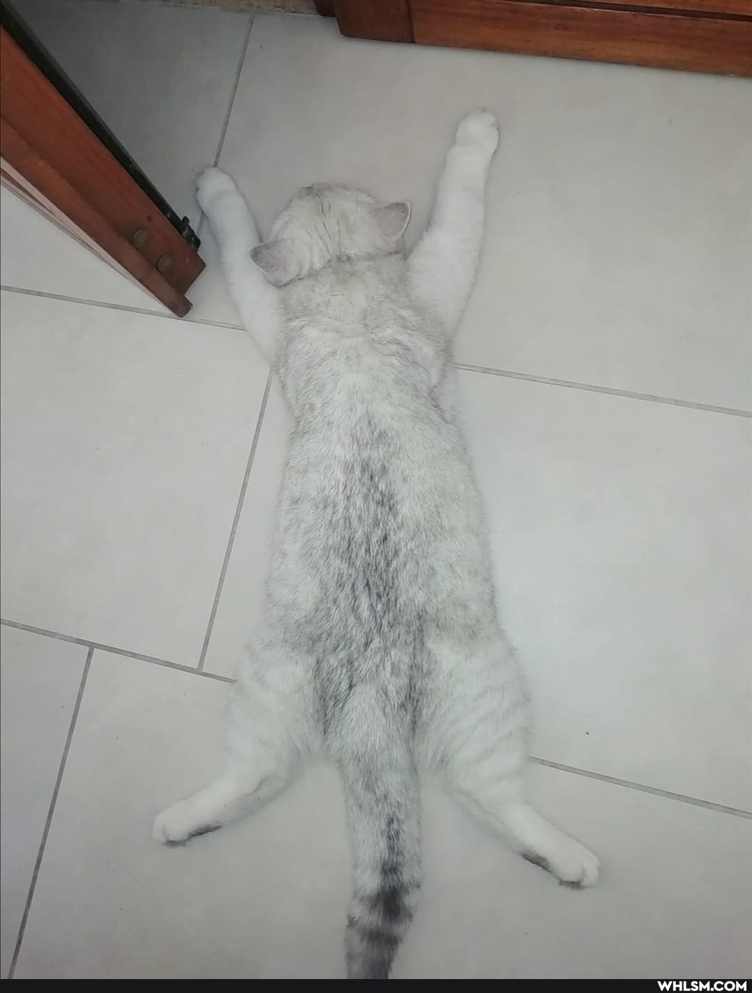 funny, cats, beautiful