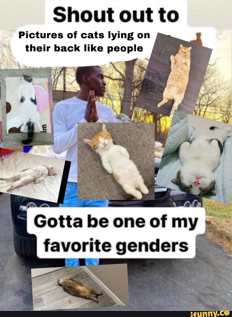 Shout out to Pictures of cats lying on their back like people we AO