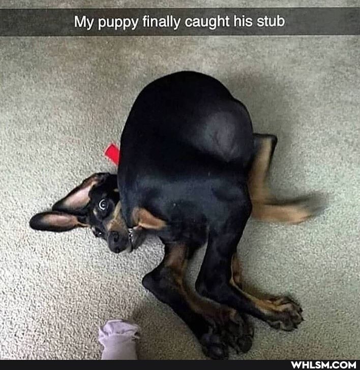 My puppy finally caught his stub