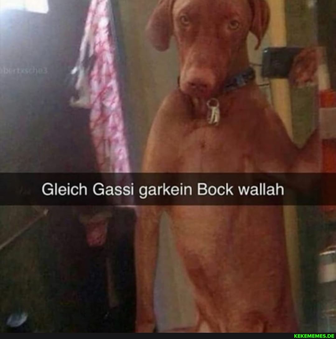 Gleich Gassi garkein Bock wallah