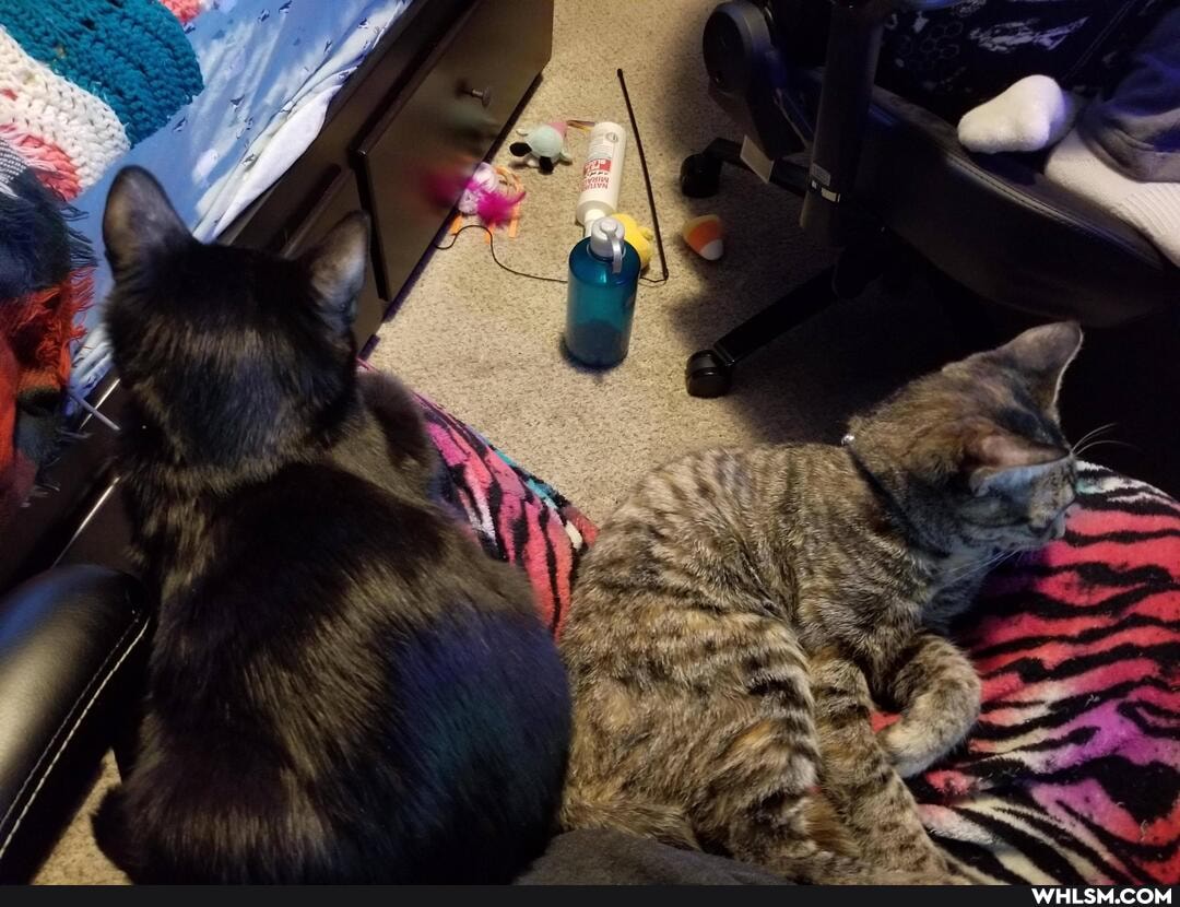 cat, aww, kitten