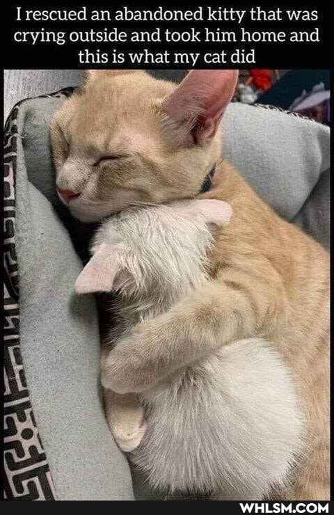 rescued an abandoned kitty that was crying outside and took him home and this is what my cat did