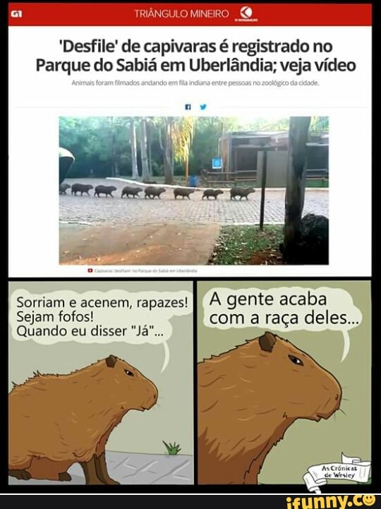 'Desfile' de capivaras é registrado no
Parque do Sabiá em Uberlândia; veja vídeo
Sorriam e acenem, rapazes! A gente acaba
Sejam fofos!
o
com a raça deles...
a