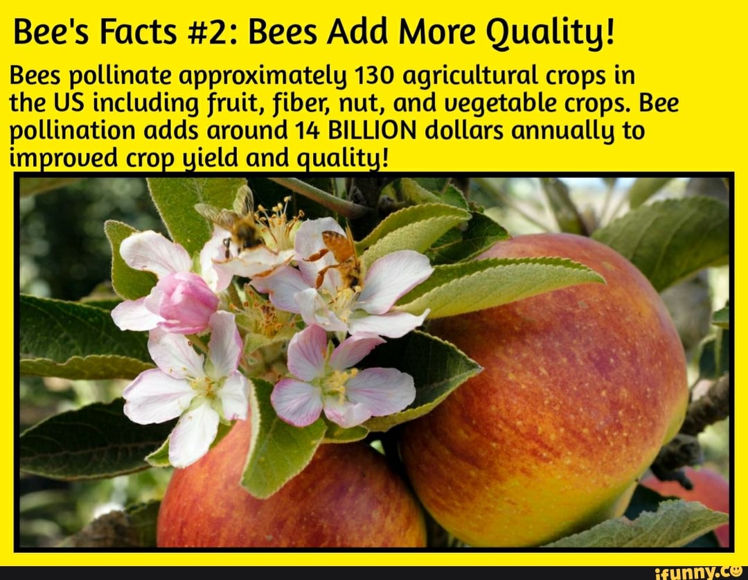 Bee's Facts 2 Bees Add More Quality! Bees pollinate approximately 130