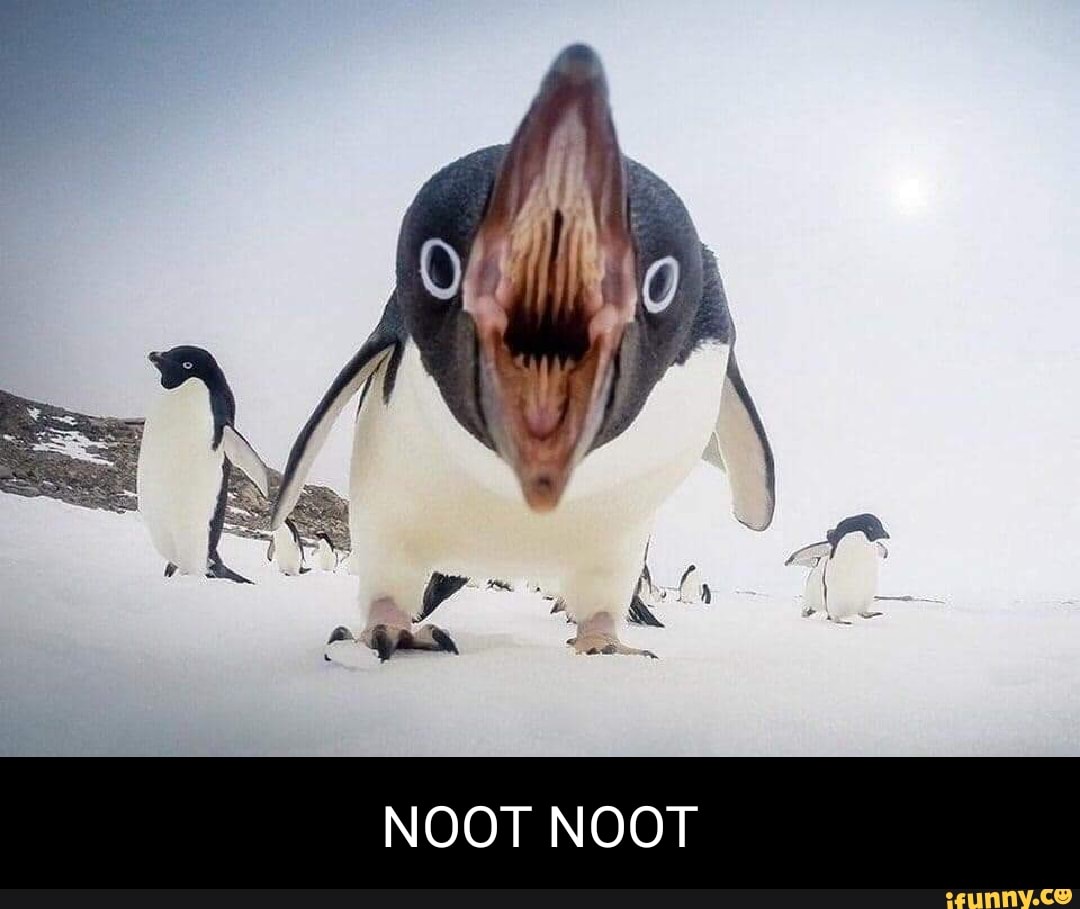 nootnoot, pingu, penguin
