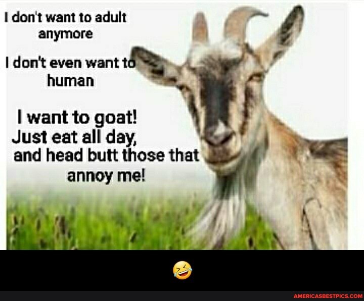 I don't want to adult anymore
don't even want t human
I want to goat!
Just eat all day,
and head butt those that annoy me! - 🤣