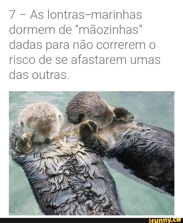 7 - As lontras-marinhas dormem de "mãozinhas" dadas para não correrem o risco de se afastarem umas das outras.