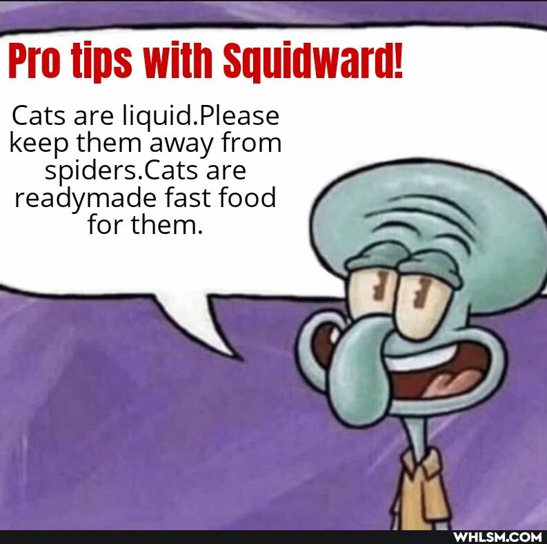 Pro tips with Squidward!
Cats are liquid.Please keep them away from spiders.Cats are readymade fast food for them.
