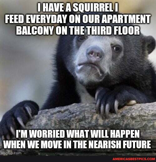 (HAVE A SQUIRREL FEED EVERYDAY ON OUR APARTMENT BALCONY ON THE THIRD FLOOR
it
I'M WORRIED WHAT WILL HAPPEN WHEN WE MOVE IN THE NEARISH FUTURE