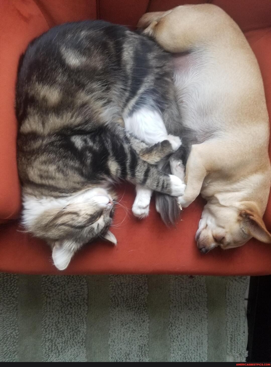 spencer, cat, pip, dog