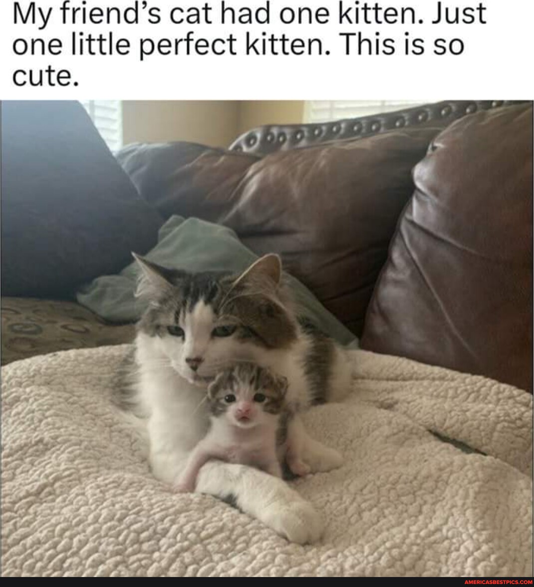 Y friend's cat had one kitten. Just one little perfect kitten. This is