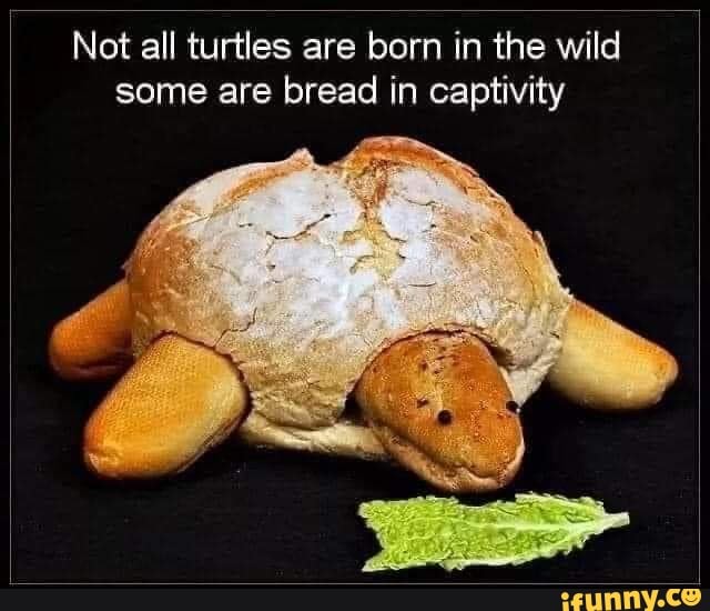 Not all turtles are born in the wild some are bread in captivity