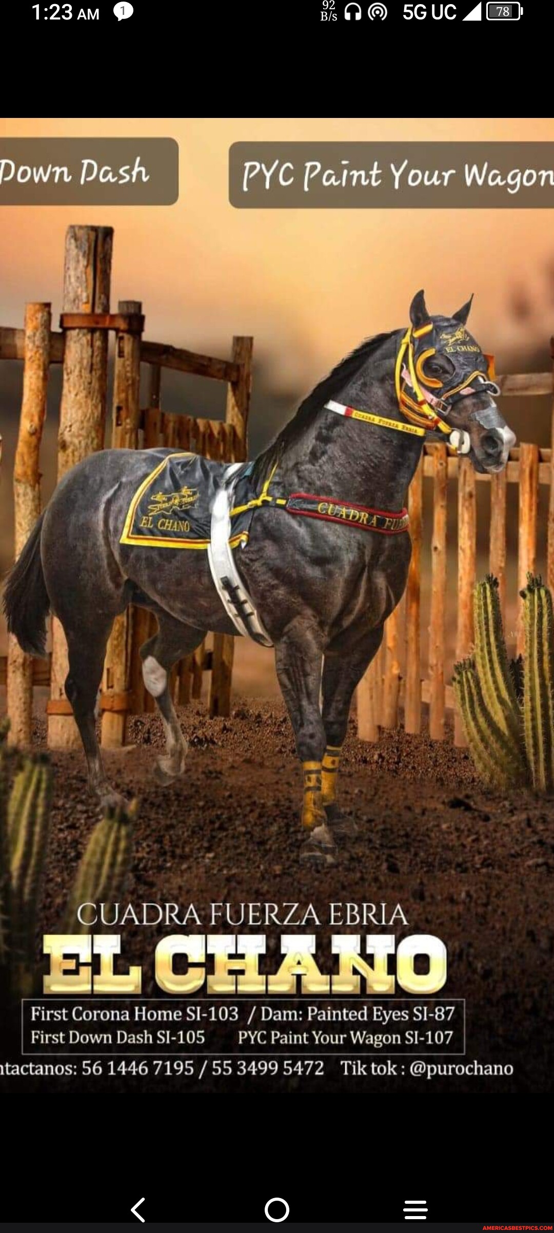 As6o SGUC Down Dash PYC Paint Your Wagon CUADRA FUERZA EBRIA uL First