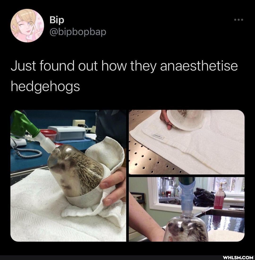 Just found out how they anaesthetise hedgehogs