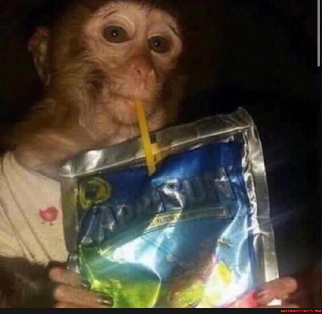 monke, sippin, capri, sun