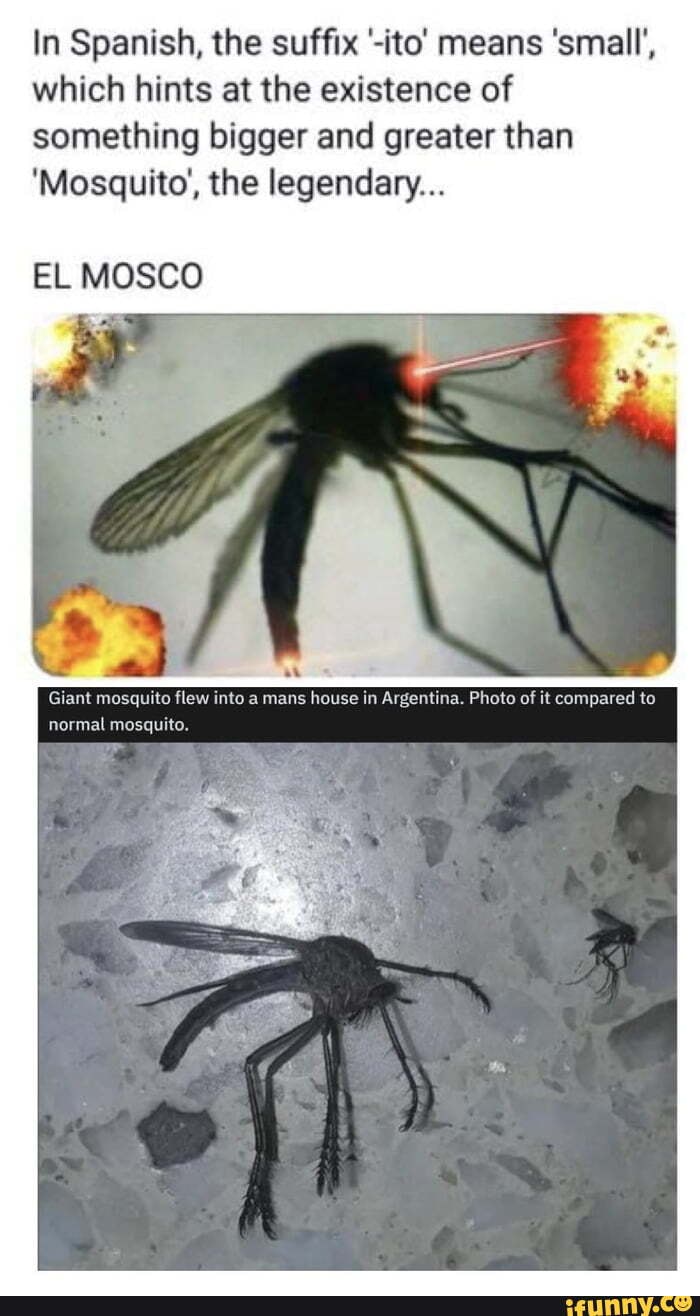 to 2021 In Spanish, the suffix 'ito' means 'small', which