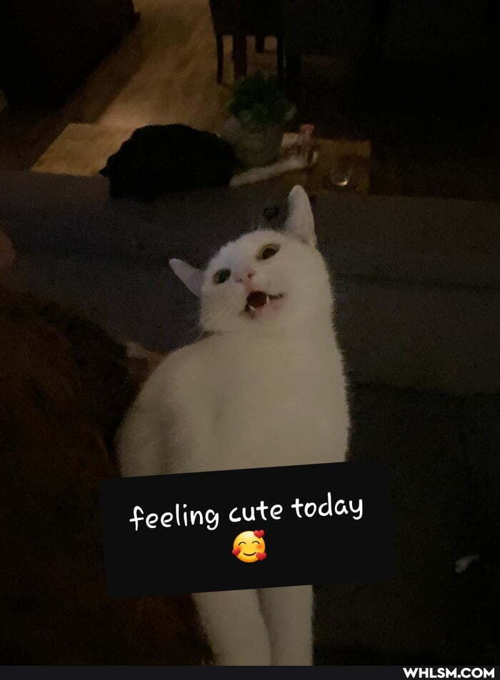 feeling cute today