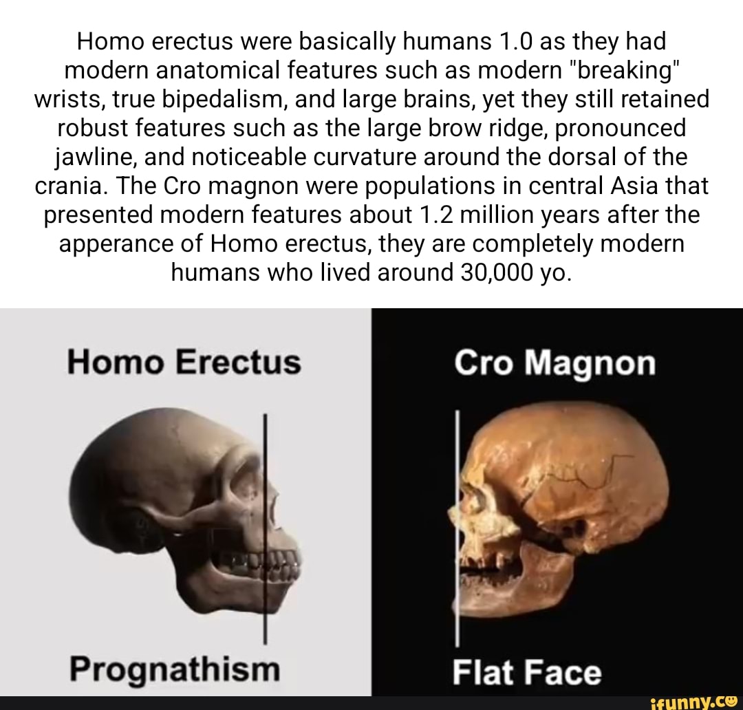 Homo erectus were basically humans 1.0 as they had modern anatomical ...