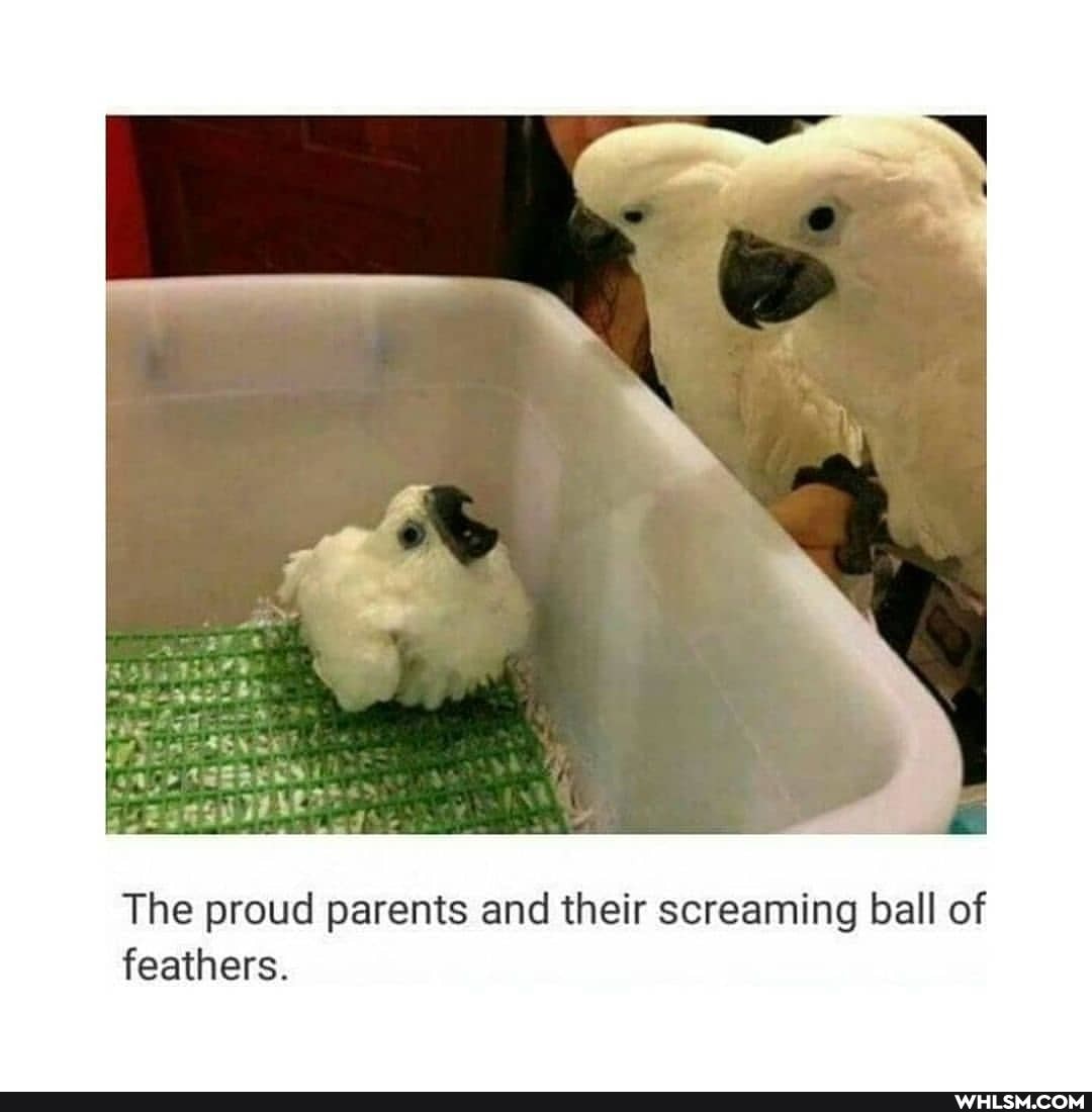 The proud parents and their screaming ball of feathers.
