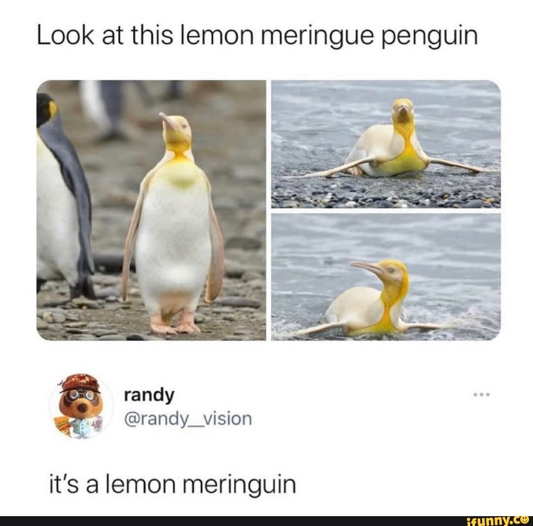 Look at this lemon meringue penguin
randy
it's lemon meringuin
