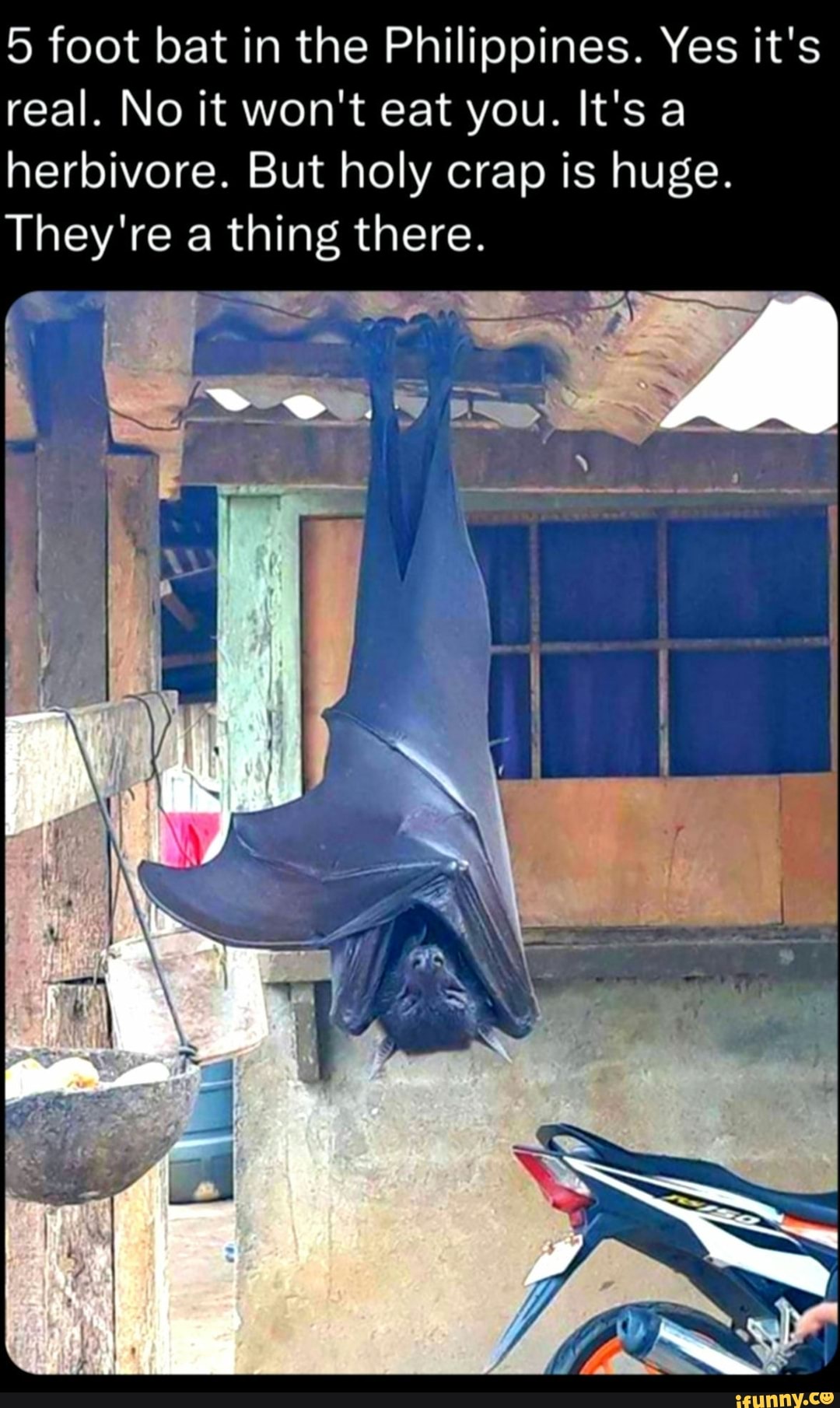 5-foot-bat-in-the-philippines-yes-it-s-real-no-it-won-t-eat-you-it-s