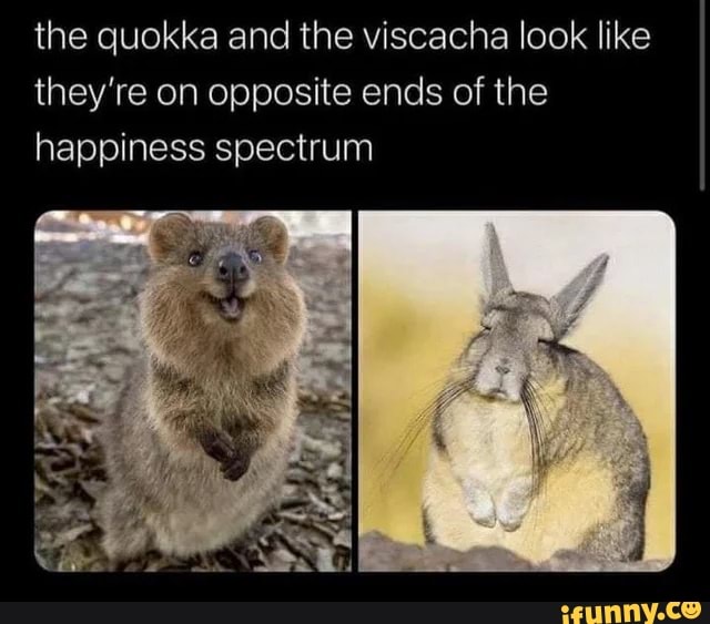 The quokka and the viscacha look like they're on opposite ends of the ...