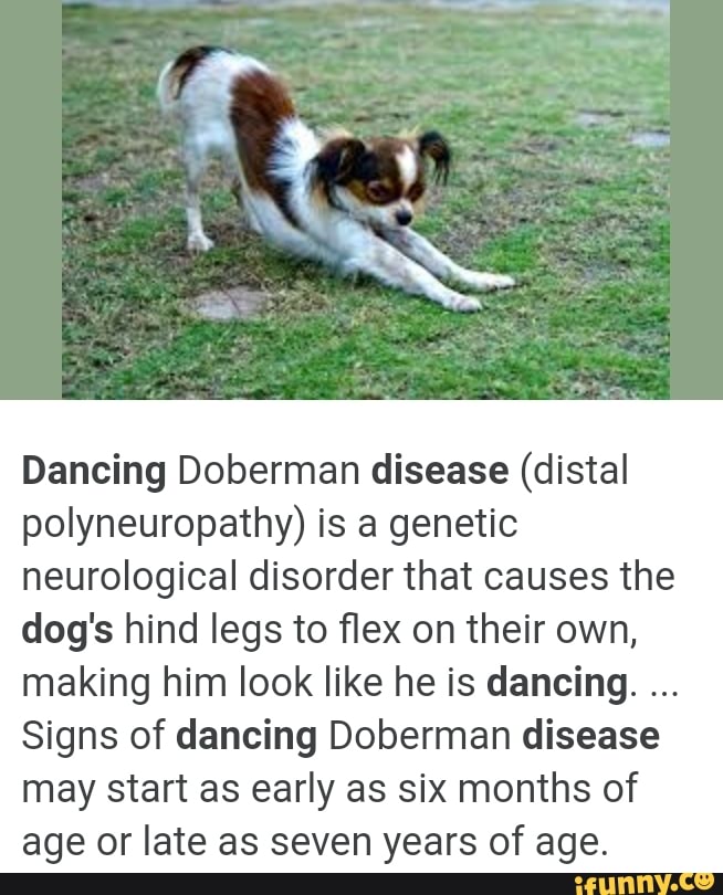 Dancing Doberman disease (distal polyneuropathy) is a