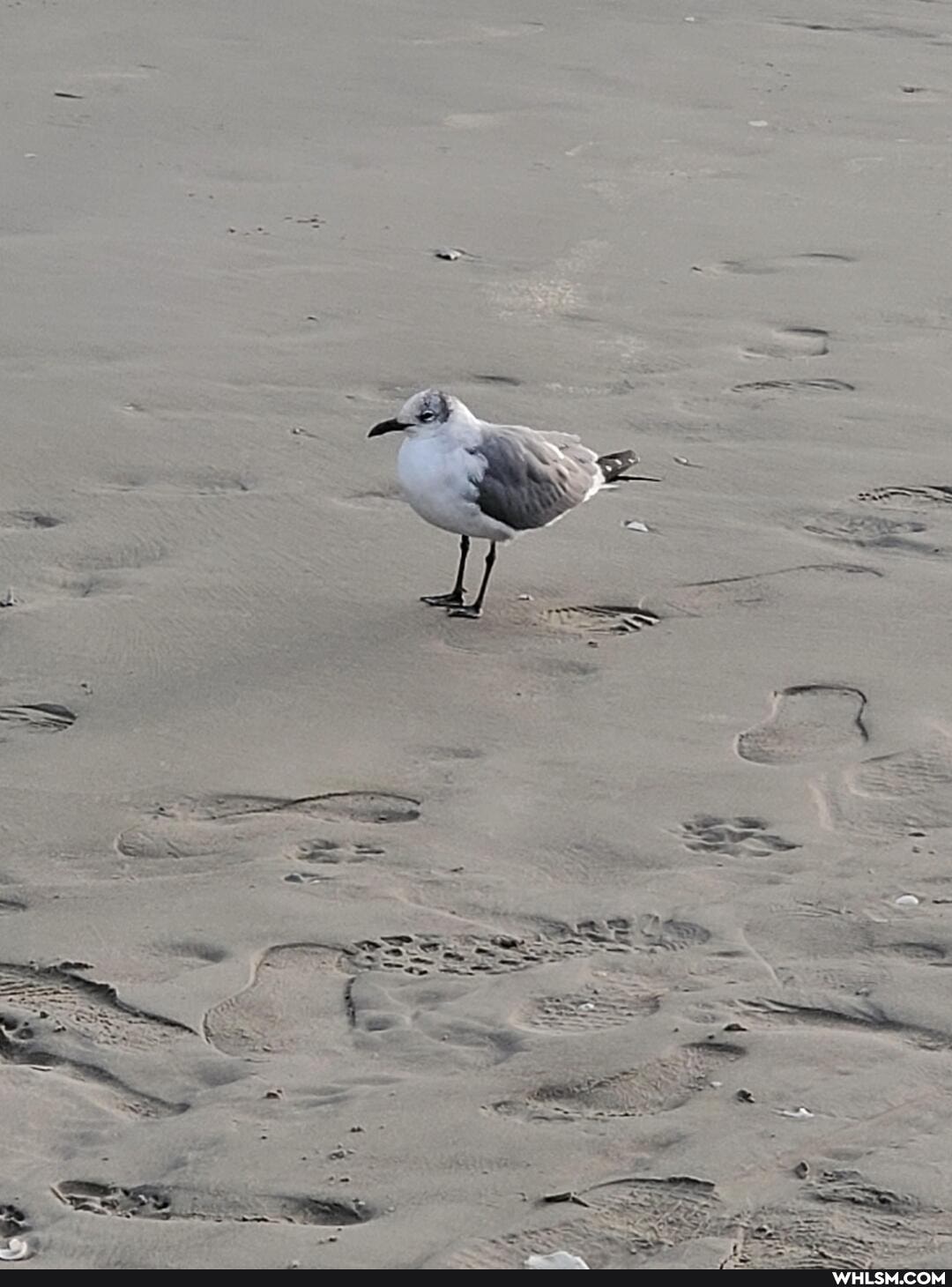 texas, galveston, funny