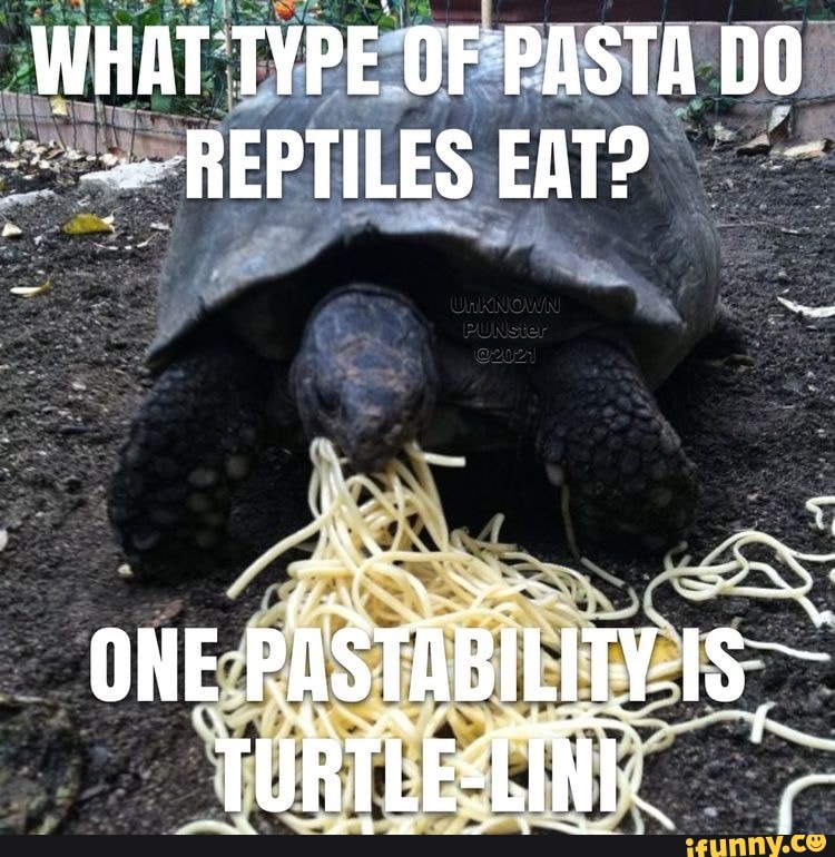 WHAT TYPE OF PASTA DO REPTILES EAT? ONE TURTLESING. - iFunny